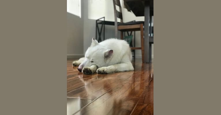Harlow, a Siberian Husky tested with EmbarkVet.com