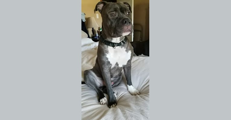 Rocco, an American Staffordshire Terrier tested with EmbarkVet.com