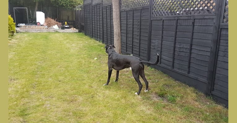 Jasper, a Greyhound and Scottish Deerhound mix tested with EmbarkVet.com