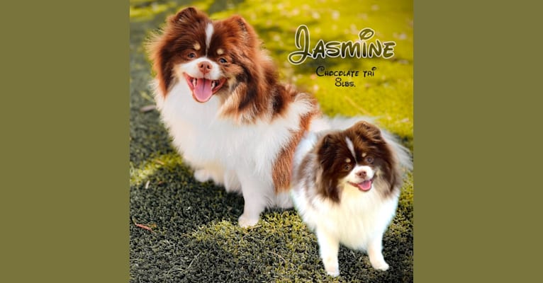 Jasmine, a Pomeranian tested with EmbarkVet.com