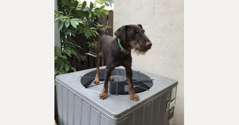 Photo of GINGER, a Jagdterrier  in Miami, Florida, USA