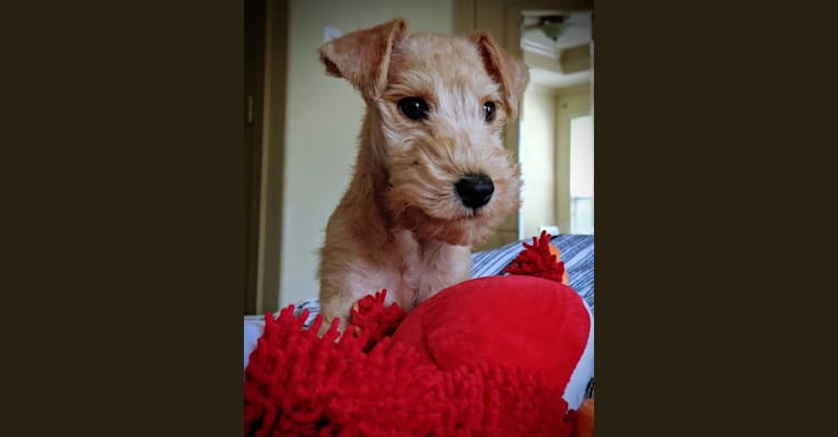 Photo of Chip, a Lakeland Terrier  in Houston, TX, USA