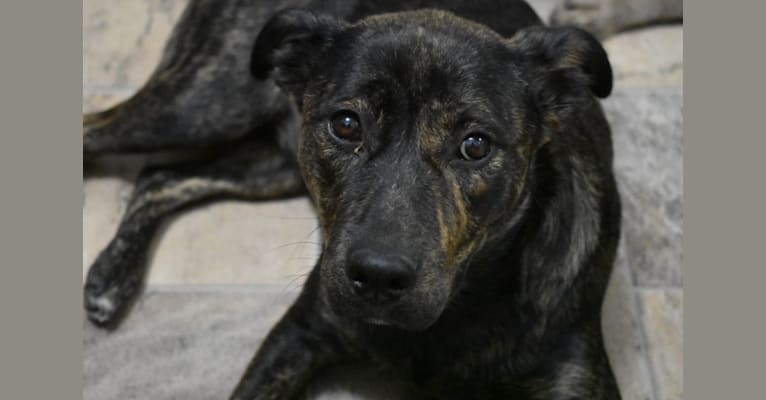 Skeena, a Rottweiler and German Shepherd Dog mix tested with EmbarkVet.com