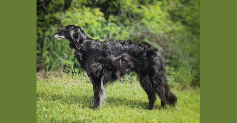 Photo of Maestro, a Silken Windhound  in Texas, USA