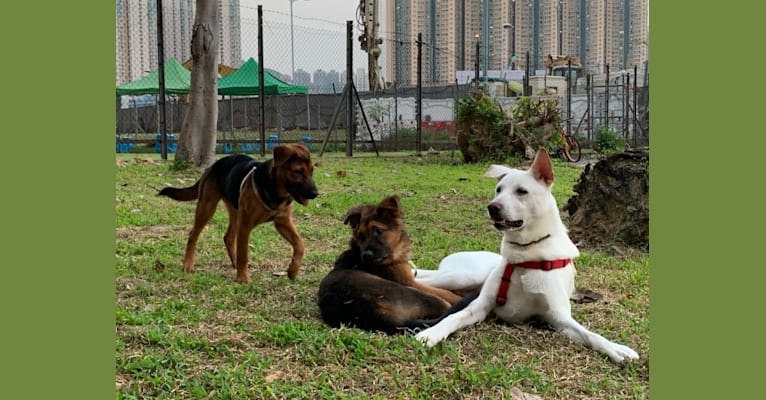 Photo of DUO DUO, a Hong Kong Village Dog  in Hong Kong