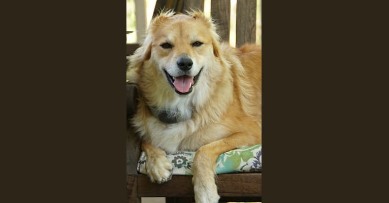 Nalah, a German Shepherd Dog and Staffordshire Terrier mix tested with EmbarkVet.com