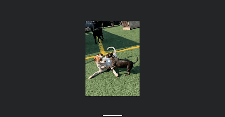 Texie, a Pointer and Llewellin Setter mix tested with EmbarkVet.com