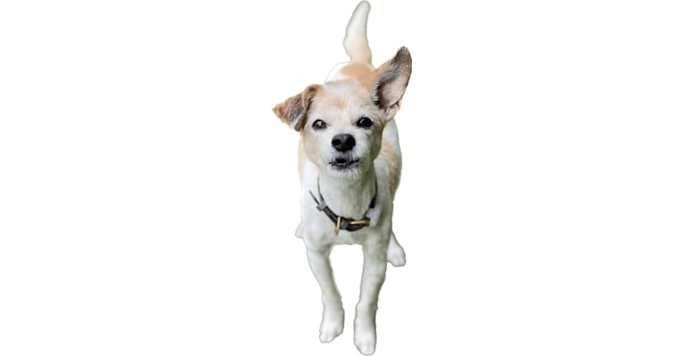 Eros Kai, a Poodle (Small) and Chihuahua mix tested with EmbarkVet.com