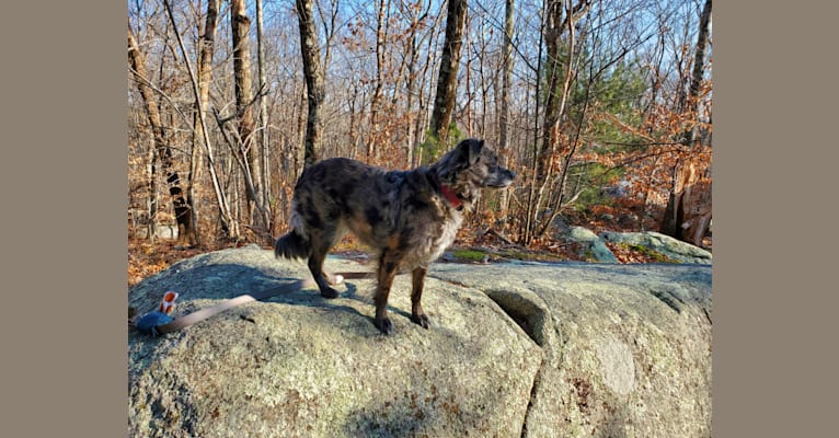 Photo of Mallatobuck, a Chihuahua, Shih Tzu, Australian Cattle Dog, Australian Shepherd, Border Collie, and American Eskimo Dog mix in Fall River, Massachusetts, USA