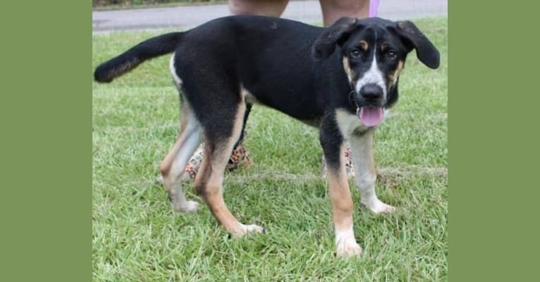 Bluetick coonhound husky mix cheap