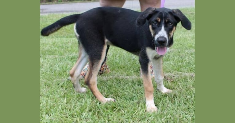 Bluetick coonhound cheap husky mix