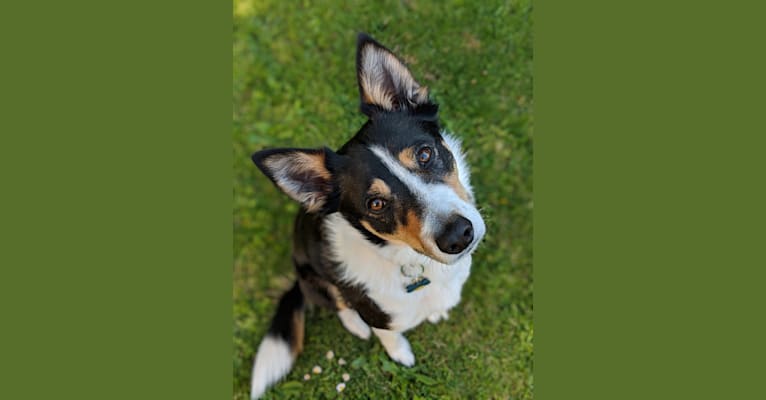Cora, a Border Collie and Australian Cattle Dog mix tested with EmbarkVet.com
