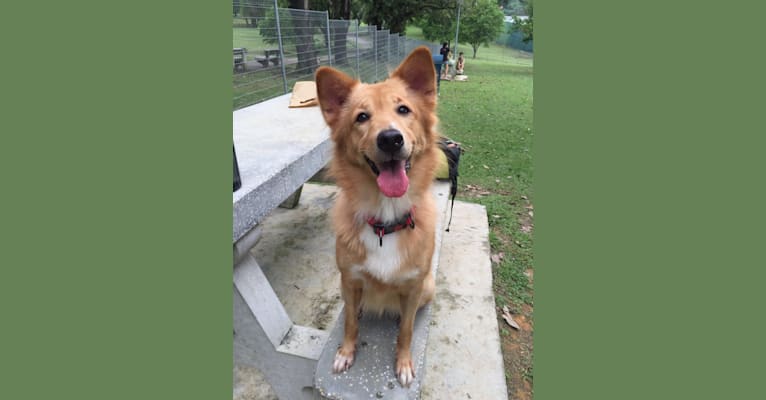 Talia, an East Asian Village Dog tested with EmbarkVet.com