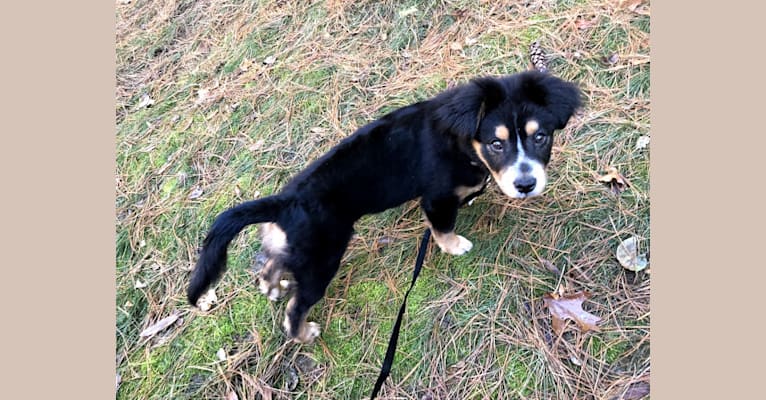 Border collie pinscher mix on sale
