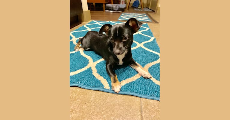 Digby, a Chihuahua and Russell-type Terrier mix tested with EmbarkVet.com