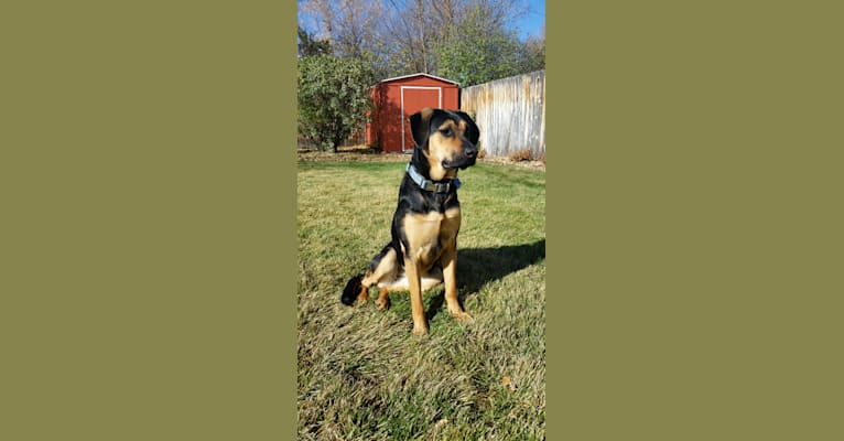 Lucy, a German Shepherd Dog and Golden Retriever mix tested with EmbarkVet.com