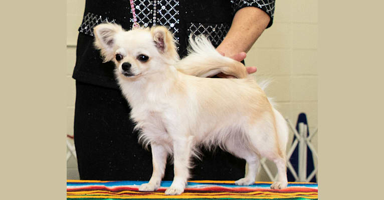Camilla, a Chihuahua tested with EmbarkVet.com