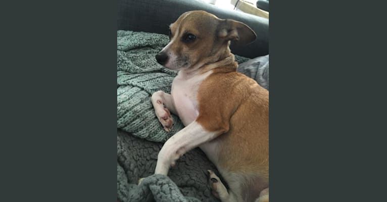 Embark Dog DNA Test Breed
