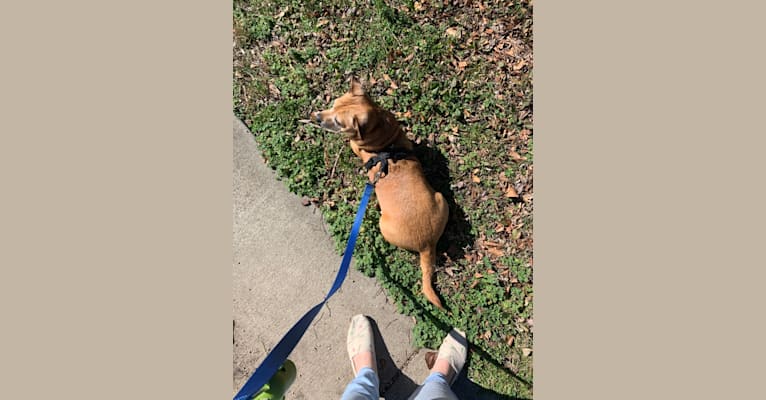 Photo of Dougie, a Chihuahua, Dachshund, and Mixed mix in Nashville, Tennessee, USA