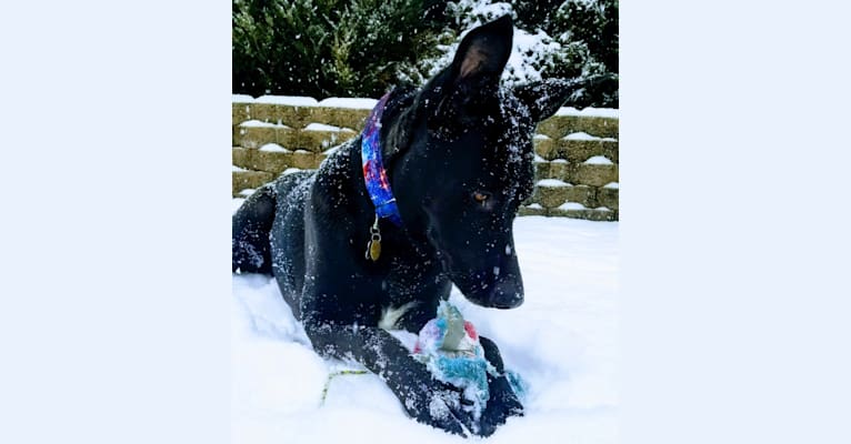 Rowan, a German Shepherd Dog and American Pit Bull Terrier mix tested with EmbarkVet.com