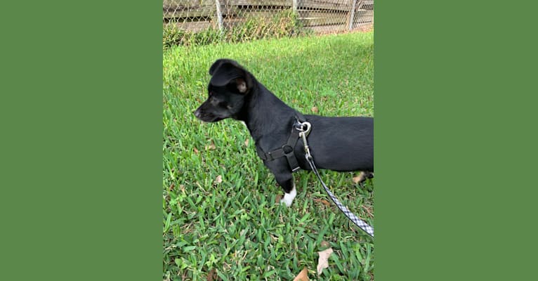 Digby, a Chihuahua and Russell-type Terrier mix tested with EmbarkVet.com