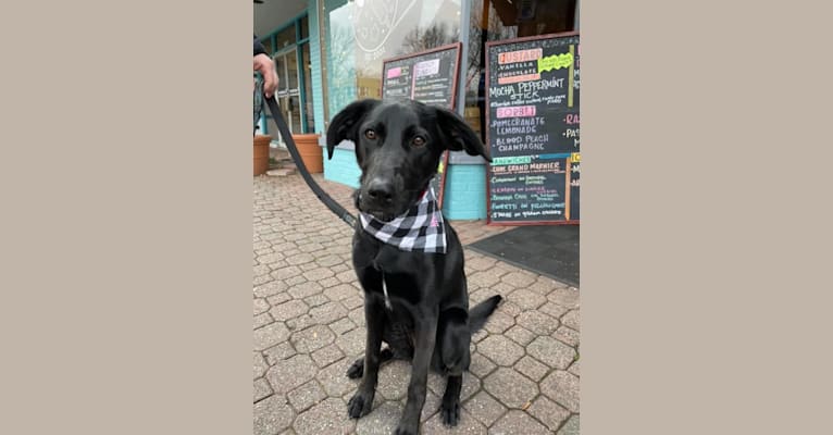 Photo of Molly, a German Shepherd Dog and German Shorthaired Pointer mix in Mississippi, USA