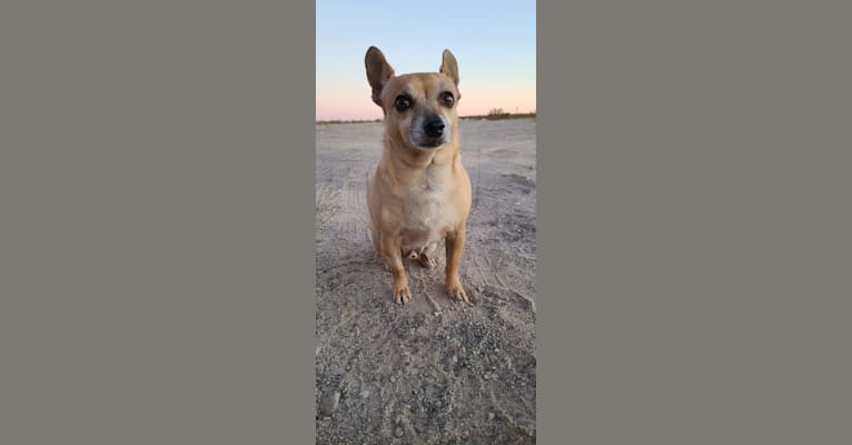 Rocky, a Chihuahua and Pomeranian mix tested with EmbarkVet.com