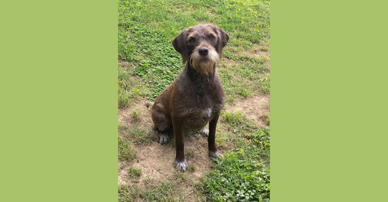 Tikka, a Pudelpointer tested with EmbarkVet.com