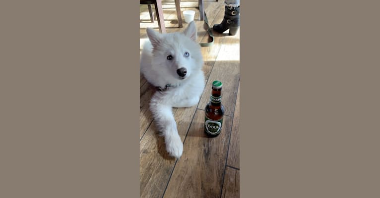 Ban, a Siberian Husky and German Shepherd Dog mix tested with EmbarkVet.com