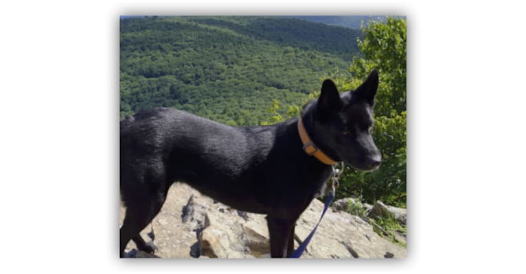 Sirius Black, a German Shepherd Dog and Chow Chow mix tested with EmbarkVet.com