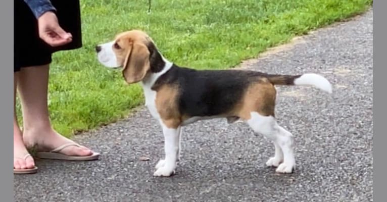 Gordon, a Beagle tested with EmbarkVet.com