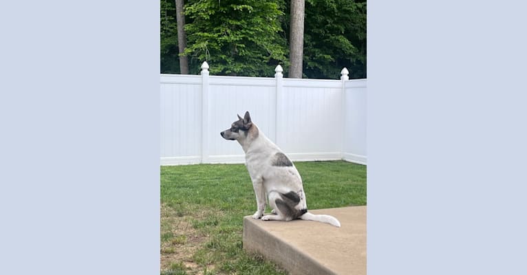 Photo of Loki, a Siberian Husky, American Pit Bull Terrier, and Mixed mix in North Carolina, USA