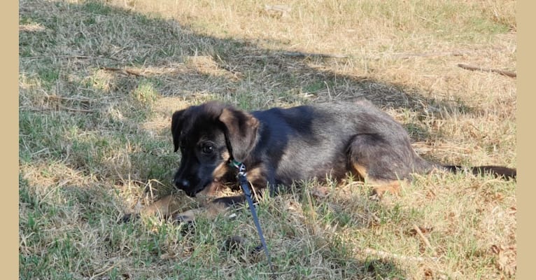 Ajka, an Eastern European Village Dog tested with EmbarkVet.com