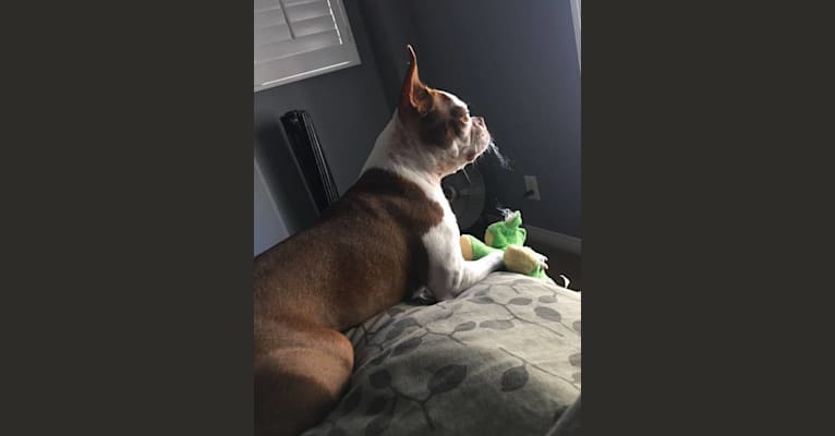 Randi, a Boston Terrier tested with EmbarkVet.com