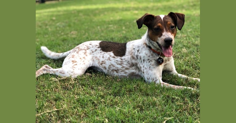 Lucy, an Australian Cattle Dog and Treeing Walker Coonhound mix tested with EmbarkVet.com