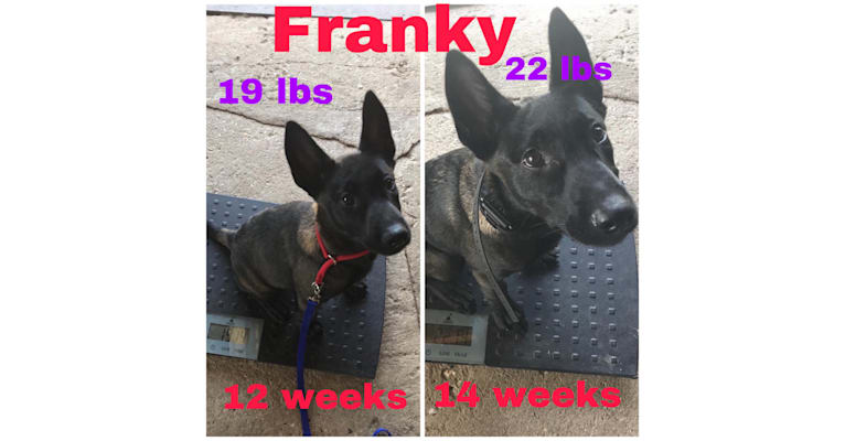 Franky, a Belgian Shepherd tested with EmbarkVet.com