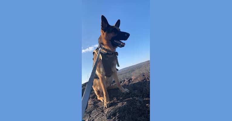 Jonas, a German Shepherd Dog tested with EmbarkVet.com