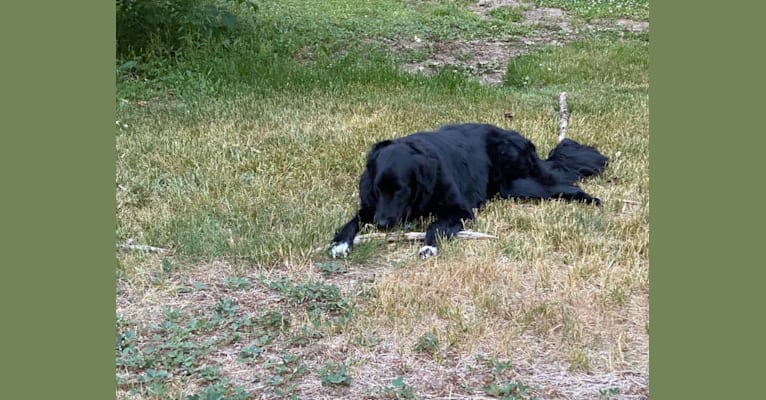 Care Bear Ross, a Labrador Retriever and Australian Cattle Dog mix tested with EmbarkVet.com