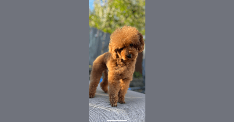 Copper, a Poodle (Small) tested with EmbarkVet.com