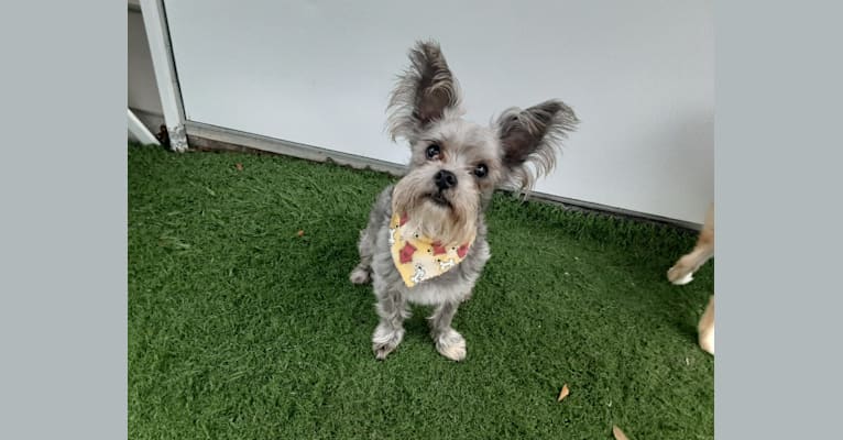 Jack, a Chihuahua and Maltese mix tested with EmbarkVet.com