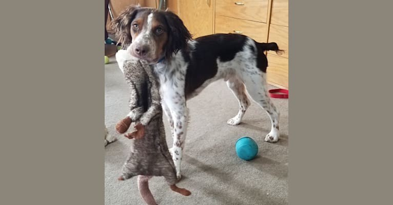 Brittany spaniel german cheap shorthair mix