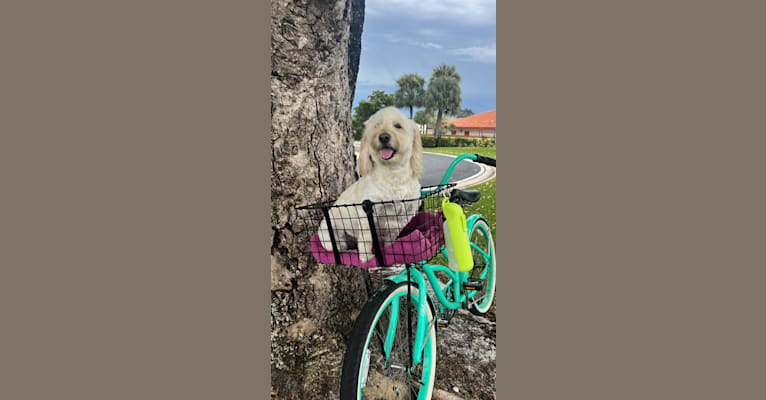 Chloe, a Goldendoodle tested with EmbarkVet.com