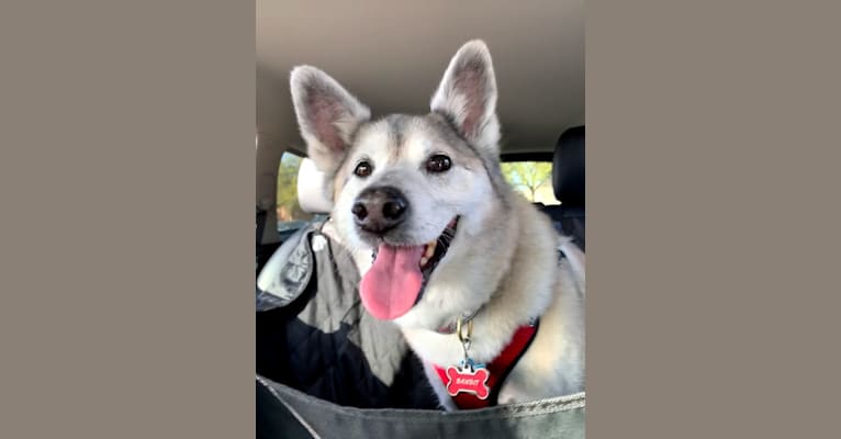 Bandit (Rest in Peace, 11/12/23), a Formosan Mountain Dog and Shiba Inu mix tested with EmbarkVet.com