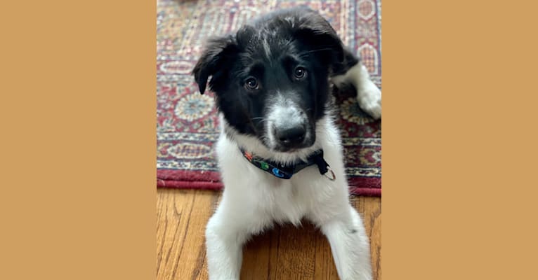 Photo of Chako, an English Shepherd and Collie mix in Windsor, CT, USA