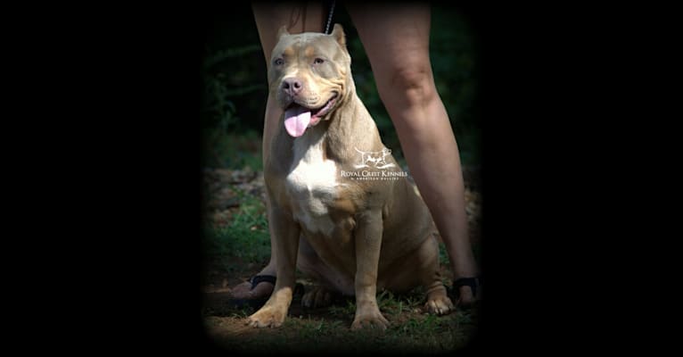 Photo of QUEEN, an American Bully 