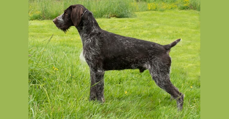 Grouse, a German Wirehaired Pointer tested with EmbarkVet.com