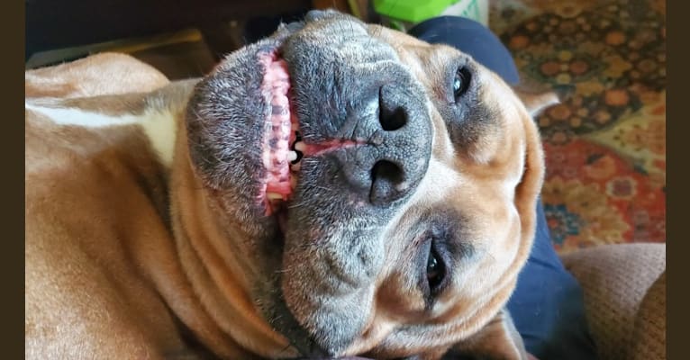 Dredd, a Cane Corso tested with EmbarkVet.com
