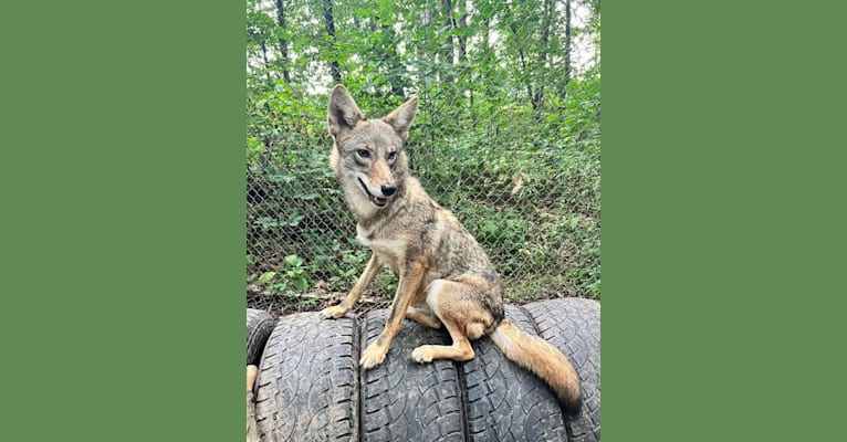 Seeress, a Coyote (6.5% unresolved) tested with EmbarkVet.com