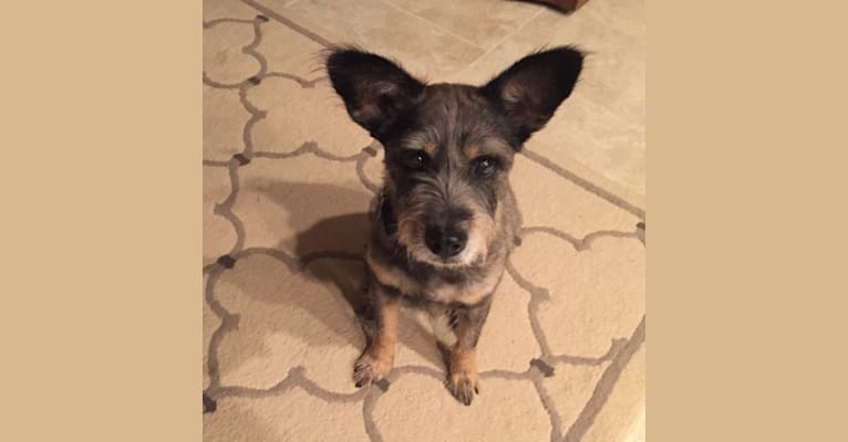 chow chow schnauzer mix