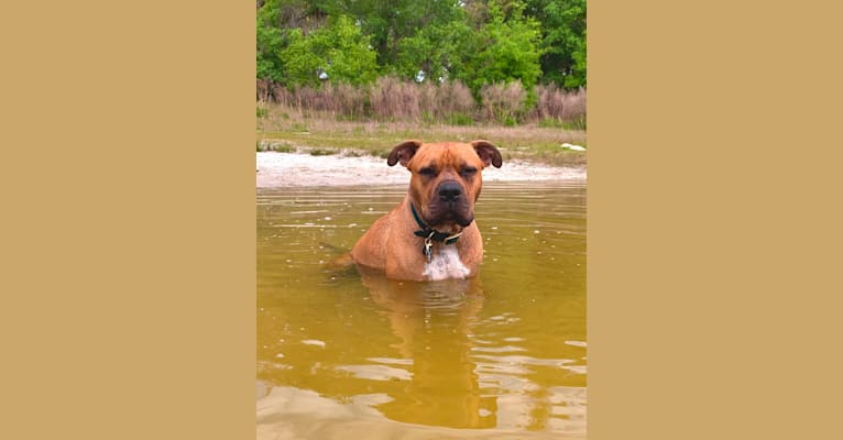 Gus, an American Bully and American Bulldog mix tested with EmbarkVet.com